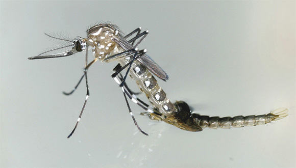 En este momento estás viendo Epidemiological surveillance maintained in Chambas facing the mosquito spread