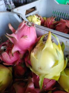 Lee más sobre el artículo Recolectan en Ciego de Ávila la primera cosecha de Pitahaya