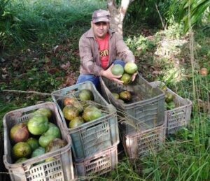 Lee más sobre el artículo Continúa recolección de mangos en Empresa Agroindustrial Ceballos