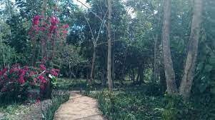 Lee más sobre el artículo Recuperan plantas ornamentales y frutales en Parque Humedal Grande