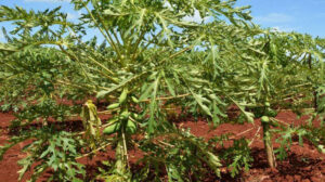 Lee más sobre el artículo Inician venta de posturas de frutas en Ciego de Ávila