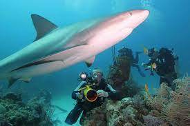 Lee más sobre el artículo Incentivan buceo contemplativo con tiburones en destino turístico avileño
