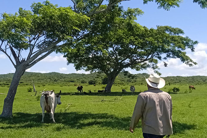 En este momento estás viendo Planifica municipio avileño adaptación al cambio climático