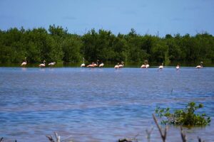 Lee más sobre el artículo Flamencos habitan área rehabilitada por proyecto internacional