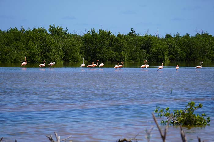 En este momento estás viendo Flamencos habitan área rehabilitada por proyecto internacional