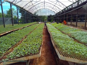Lee más sobre el artículo Cultiva el Centro de Bioplantas posturas de hortalizas