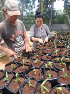 Lee más sobre el artículo Continúa el Centro de Bioplantas diversificación de Banano Hawaiano
