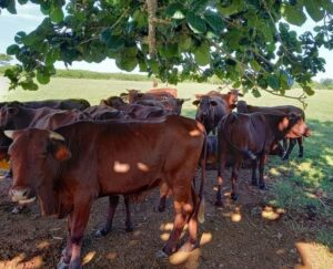 Lee más sobre el artículo Rescatan en Turiguanó las líneas del ganado Santa Gertrudis