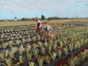 Lee más sobre el artículo Continúan experimentos para la diversificación de la piña en Ciego de Ávila