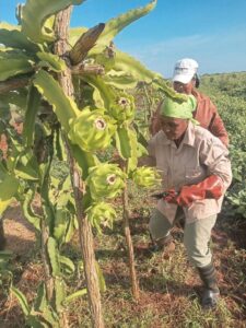 Lee más sobre el artículo Continúa en Ciego de Ávila la siembra y cosecha de Pitahaya