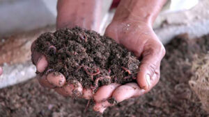 Lee más sobre el artículo Fomentan producción de humus de lombriz agricultores de Ciego de Ávila
