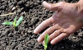 Lee más sobre el artículo Optan por extender las técnicas agroecológicas
