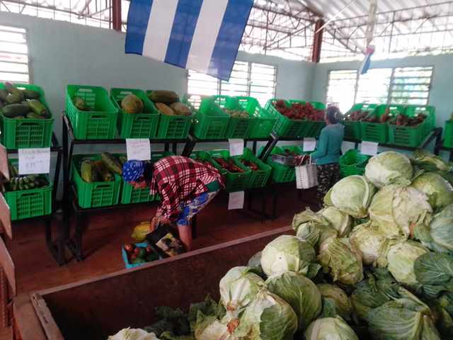 Lee más sobre el artículo Aspiran a la estabilidad de viandas y hortalizas en mercados avileños
