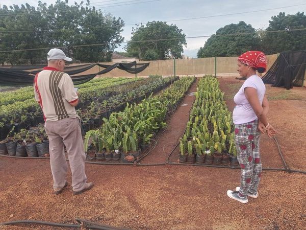 En este momento estás viendo Listas posturas de Pitahaya para plantar en campos avileños