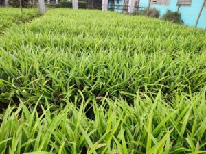 Lee más sobre el artículo Comercializa variedades de piña Centro de Bioplantas de Ciego de Ávila  