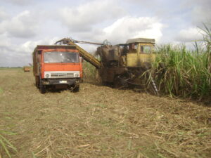 Lee más sobre el artículo Se suman a la zafra productores de caña en Majagua