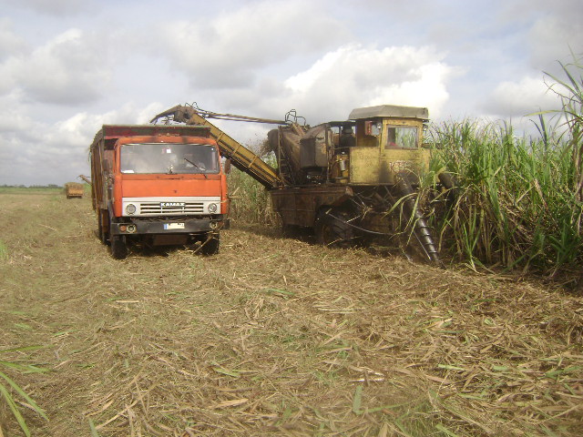 Lee más sobre el artículo Se suman a la zafra productores de caña en Majagua