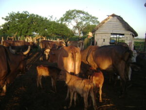 Lee más sobre el artículo Listo Majagua para censo nacional del Ministerio de la Agricultura