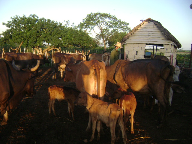 Lee más sobre el artículo Listo Majagua para censo nacional del Ministerio de la Agricultura