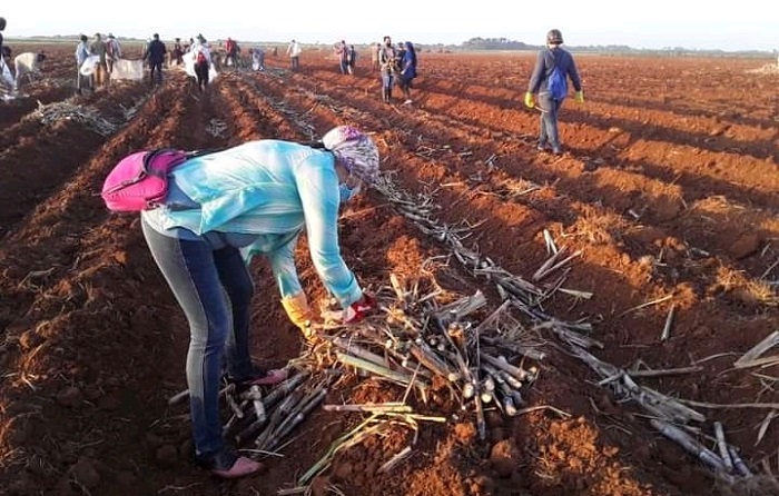 En este momento estás viendo Ciego de Avila’s folks on volunteer work day