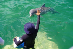Lee más sobre el artículo Perfeccionan gestión medioambiental en delfinario de Cayo Coco
