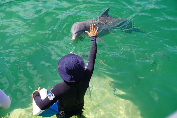 En este momento estás viendo Perfeccionan gestión medioambiental en delfinario de Cayo Coco