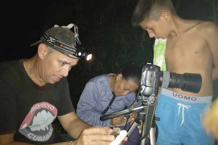 En este momento estás viendo La meta de salvar a los murciélagos cubanos