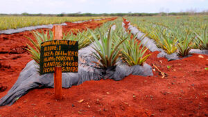 Logran en Ciego de Ávila nueva variedad de piña cabezona