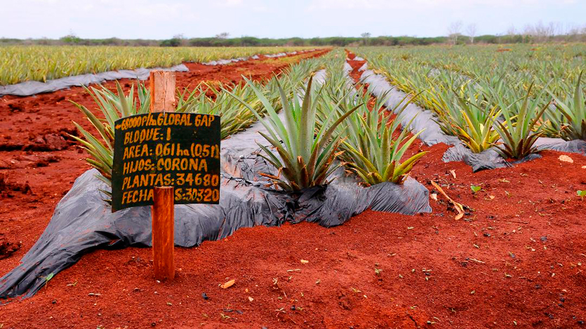 En este momento estás viendo New variety of big-headed pineapple achieved in Ciego de Avila
