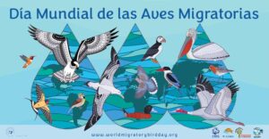 Lee más sobre el artículo Naturalistas celebran Día Mundial de las Aves Migratorias