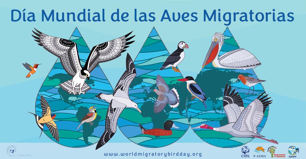 En este momento estás viendo Naturalistas celebran Día Mundial de las Aves Migratorias