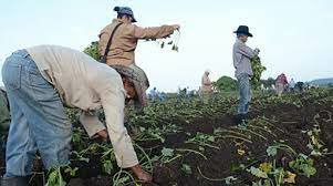 En este momento estás viendo Honran a Niceto Pérez campesinos de Morón