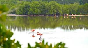 Lee más sobre el artículo Destaca naturaleza sorprendente en Jardines del Rey