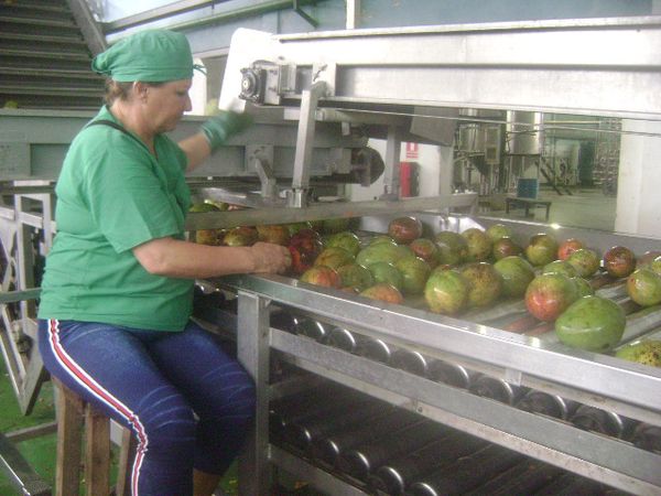 Lee más sobre el artículo Inicia campaña del mango en la fábrica de conservas Majagua