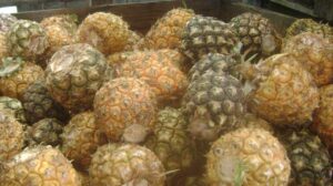 Lee más sobre el artículo Simultanea dos procesos colectivo de fábrica de conservas Majagua