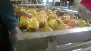 Lee más sobre el artículo Corre riesgo la campaña del mango en la fábrica de Majagua