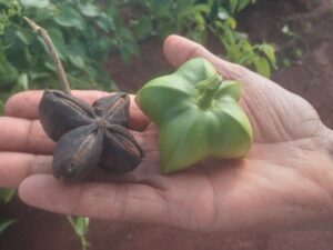 Lee más sobre el artículo Cultivan en la Empresa Agroindustrial Ceballos plantas de Sacha Inchi