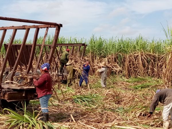 Lee más sobre el artículo Yanelis y su realización entre plantaciones cañeras