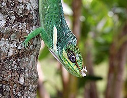 Lee más sobre el artículo Reportes científicos sobre reptil en Cayo Coco