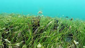 Lee más sobre el artículo Avilanian scientists promote studies on seagrasses
