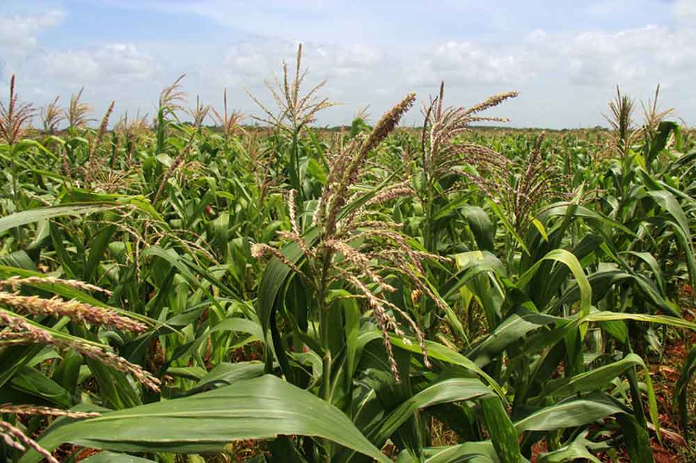 En este momento estás viendo Avance en obtención de simiente en provincia central de Cuba (+Foto)