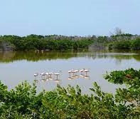 Lee más sobre el artículo Wide representation of wildlife reported in Great Wetland