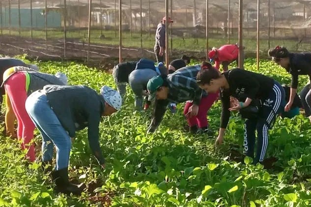 Lee más sobre el artículo Aporte fructífero en surcos y fábricas de Ciego de Ávila