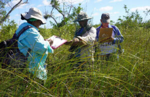 Lee más sobre el artículo Scientific expedition examines southern Cuban wetlands