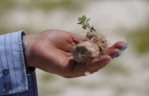 Lee más sobre el artículo Destacan aportes de proyecto de rehabilitación de dunas costeras