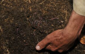 Lee más sobre el artículo Mejoramiento de suelo favorece resultados en la  finca «La Trilladora.»del municipio Primero de Enero