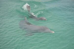 Lee más sobre el artículo First dolphin born in Guillermo Key