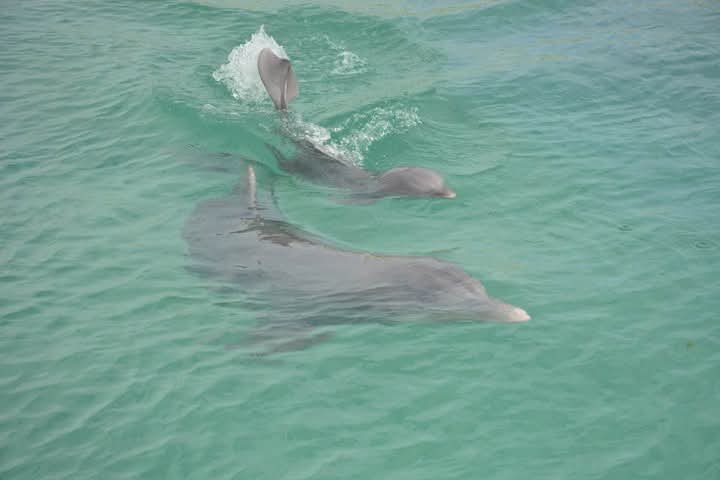 En este momento estás viendo First dolphin born in Guillermo Key