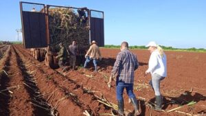 Lee más sobre el artículo Ciego de Ávila: Siembra de caña sigue siendo un reto para la zafra