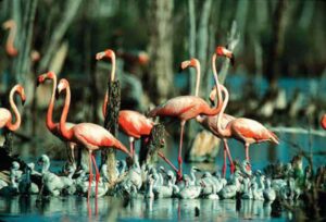 Lee más sobre el artículo Protected areas occupy an important part of the Great Northern Wetland